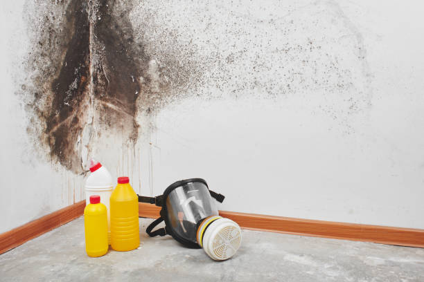 Best Emergency Mold Removal  in Waterville, MN