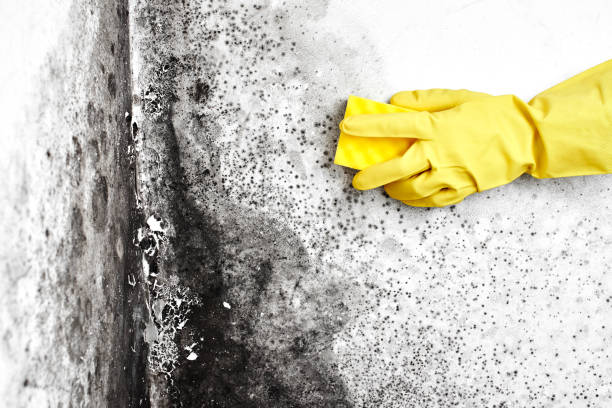 Best Black Mold Removal  in Waterville, MN