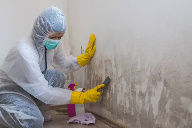 Best Mold Testing and Removal  in Waterville, MN