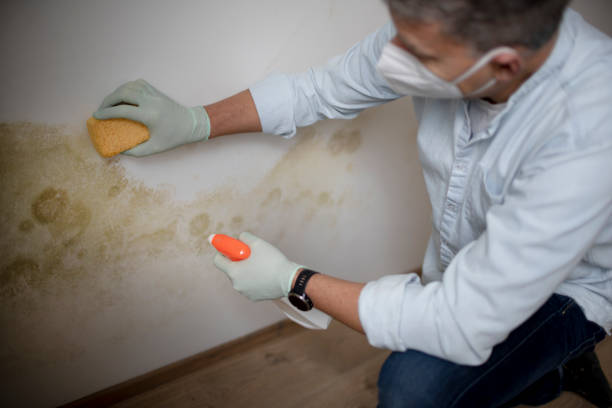 Best Crawl Space Mold Removal  in Waterville, MN