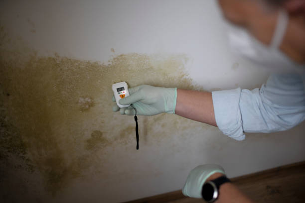 Best Toxic Mold Removal  in Waterville, MN