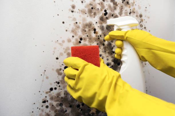 Mold Removal and Inspection in Waterville, MN