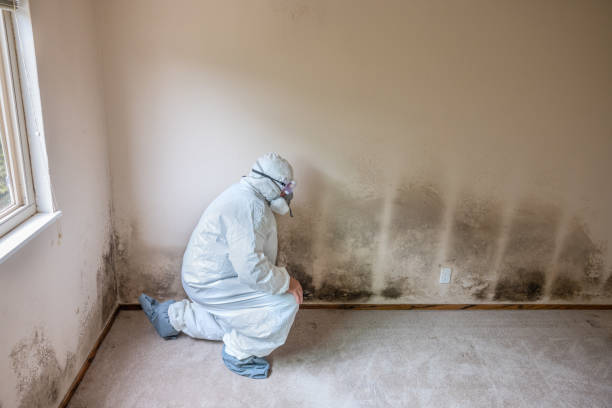 Best Office Mold Removal Services  in Waterville, MN