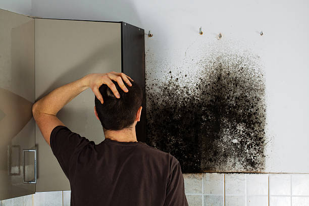 Best Local Mold Removal Service  in Waterville, MN